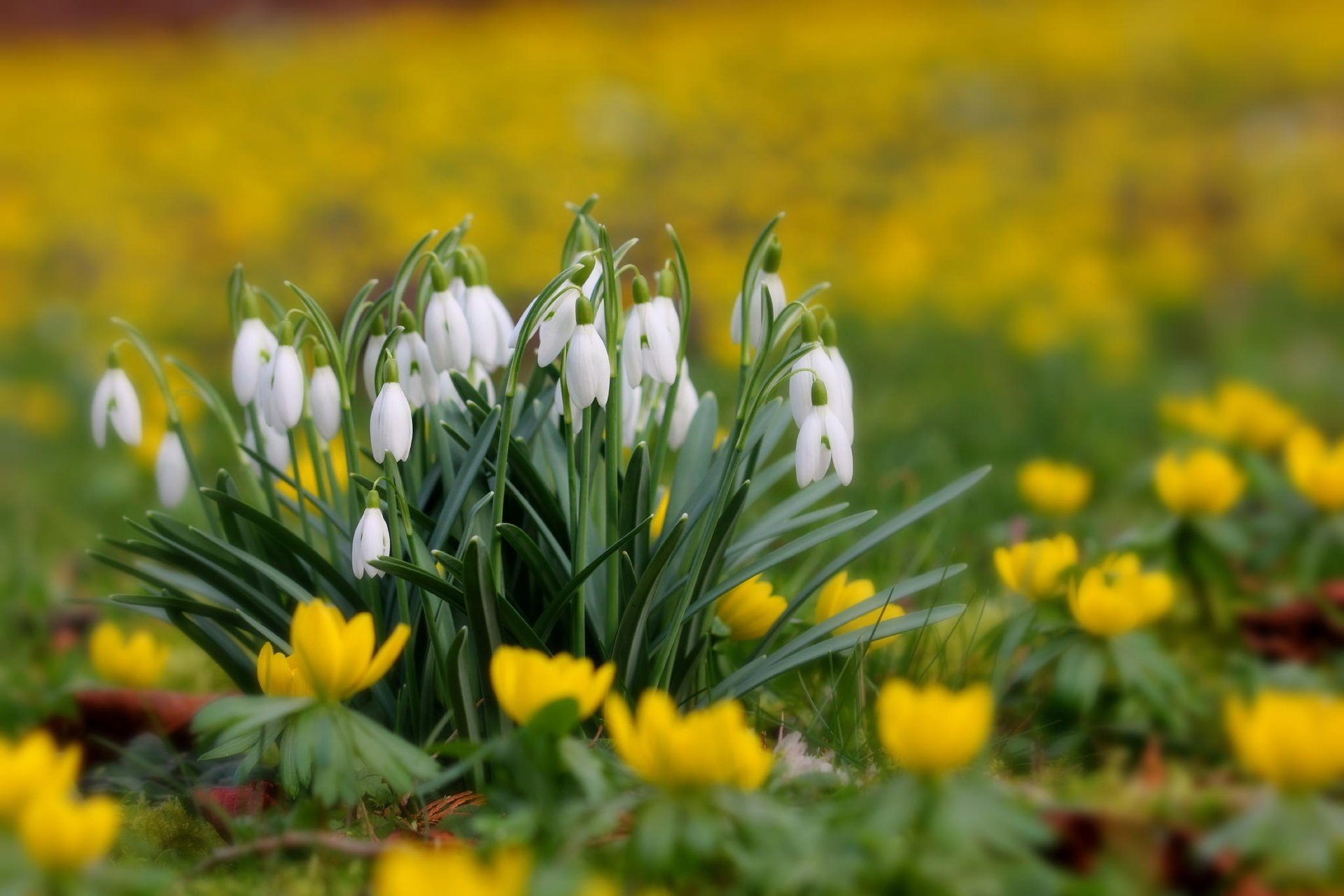 clairière jaune printemps primevères perce-neige fleurs