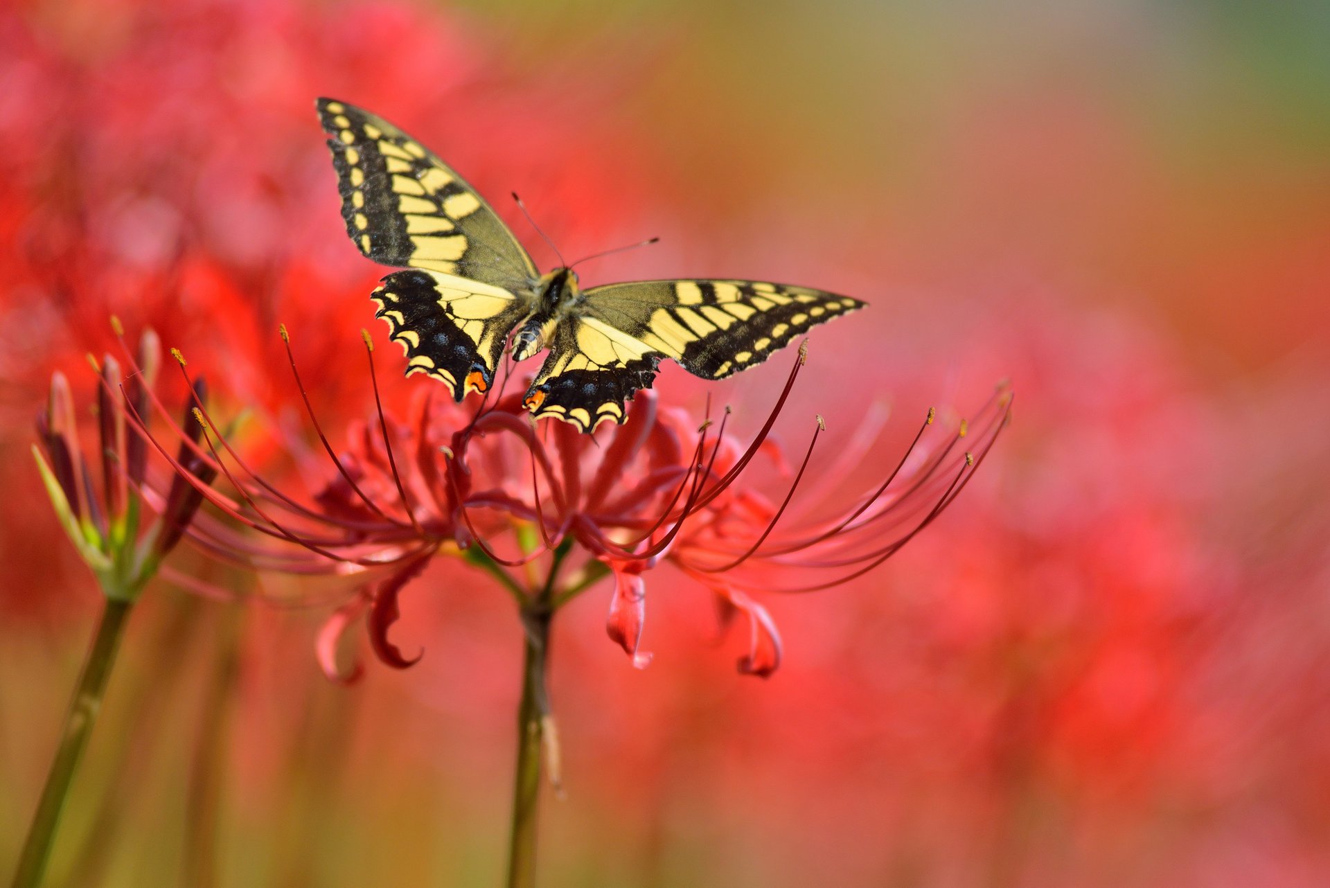 hintergrund schmetterling rot blume blumen