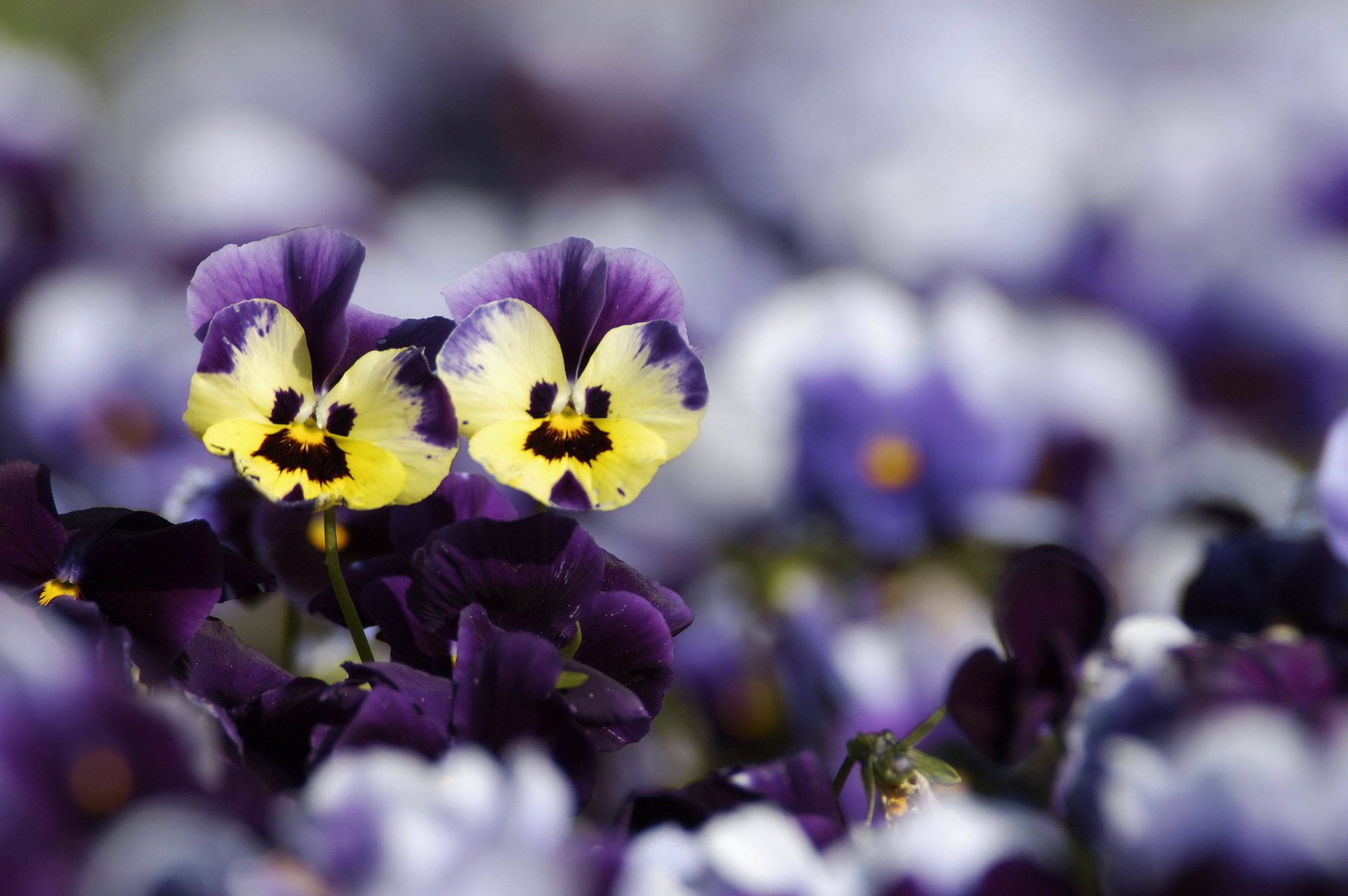 stiefmütterchen gelb blumen unschärfe lila