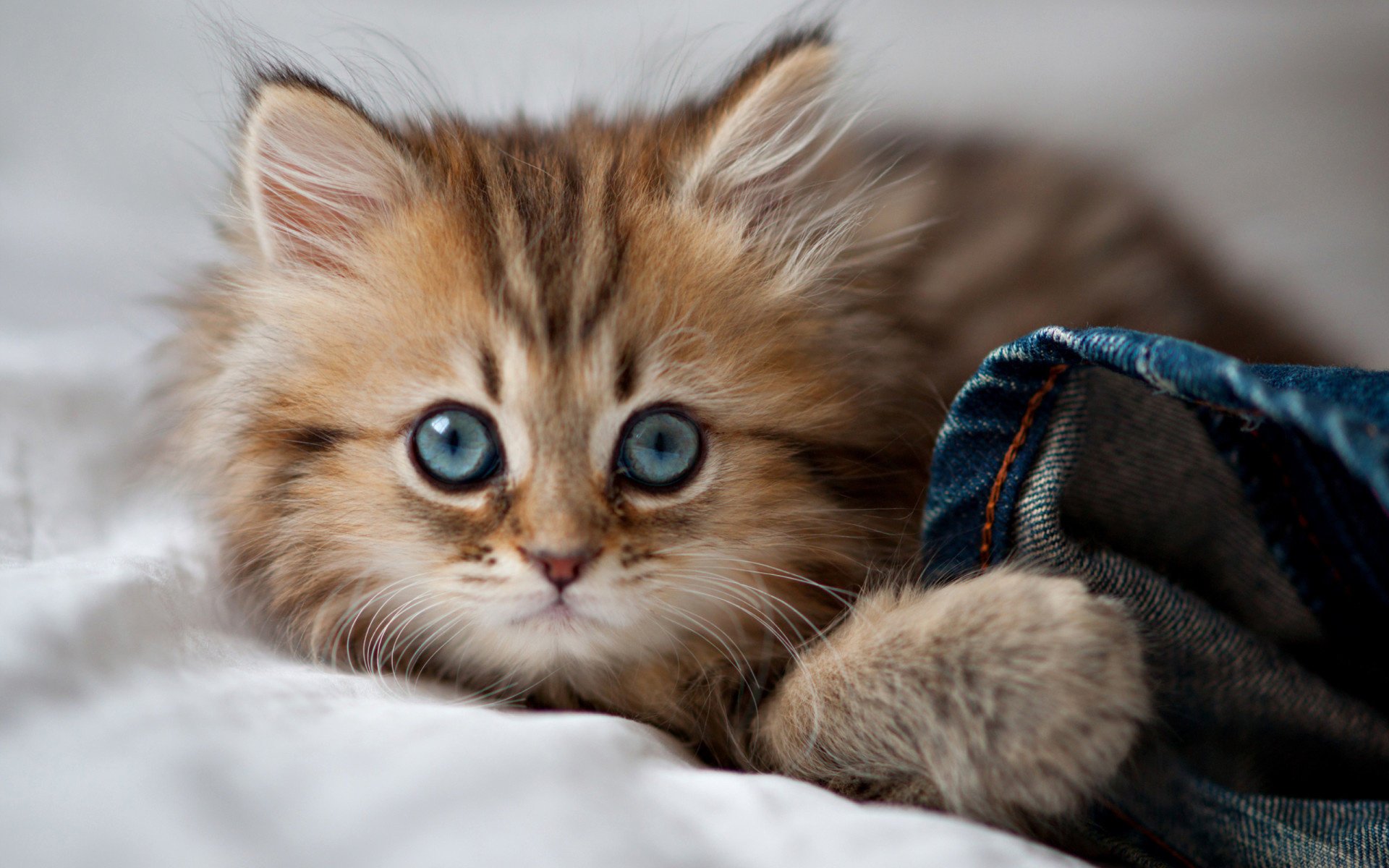 beauté chaton hirsute