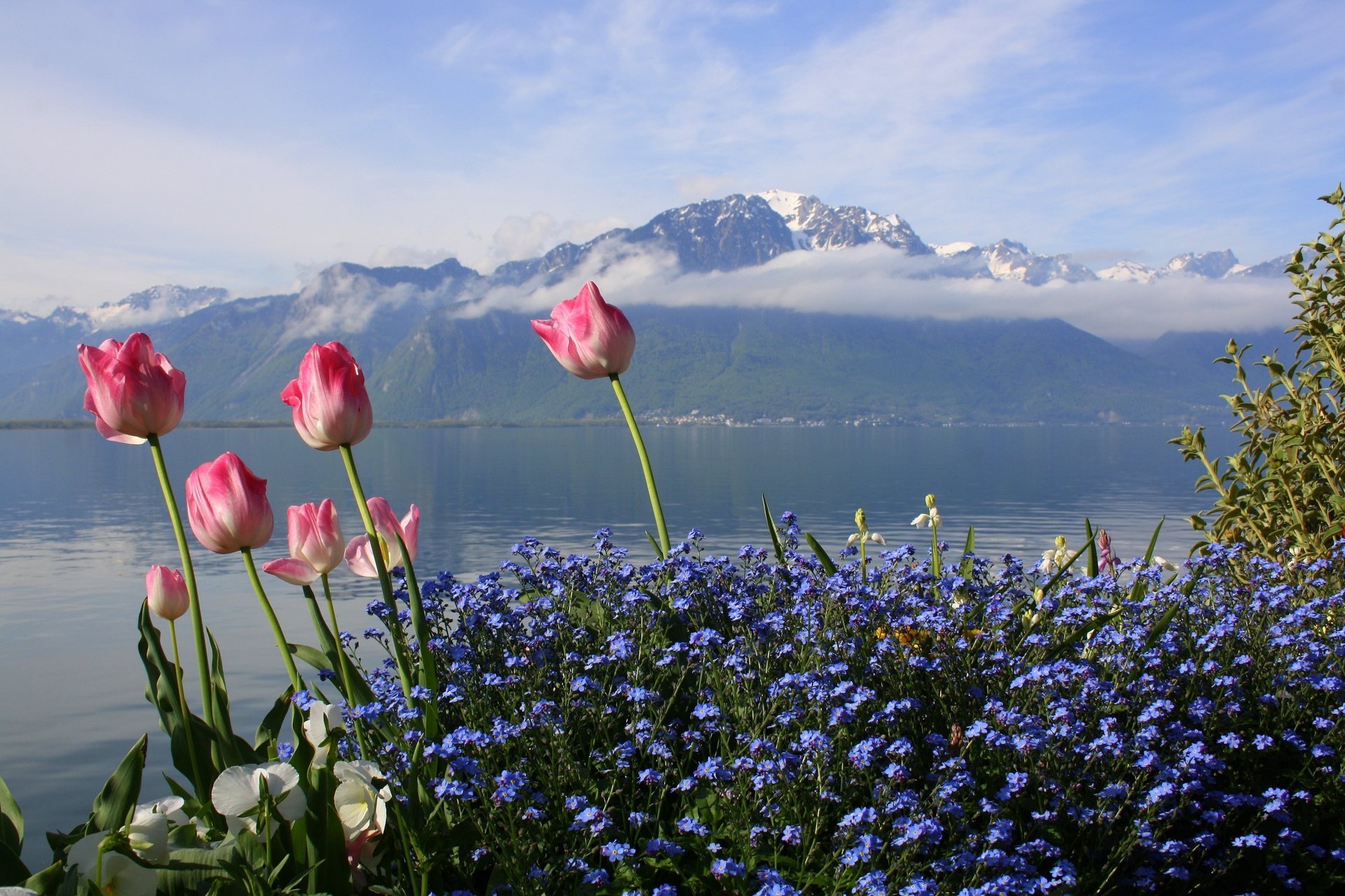 flowers photographer tulips mountains sea spring