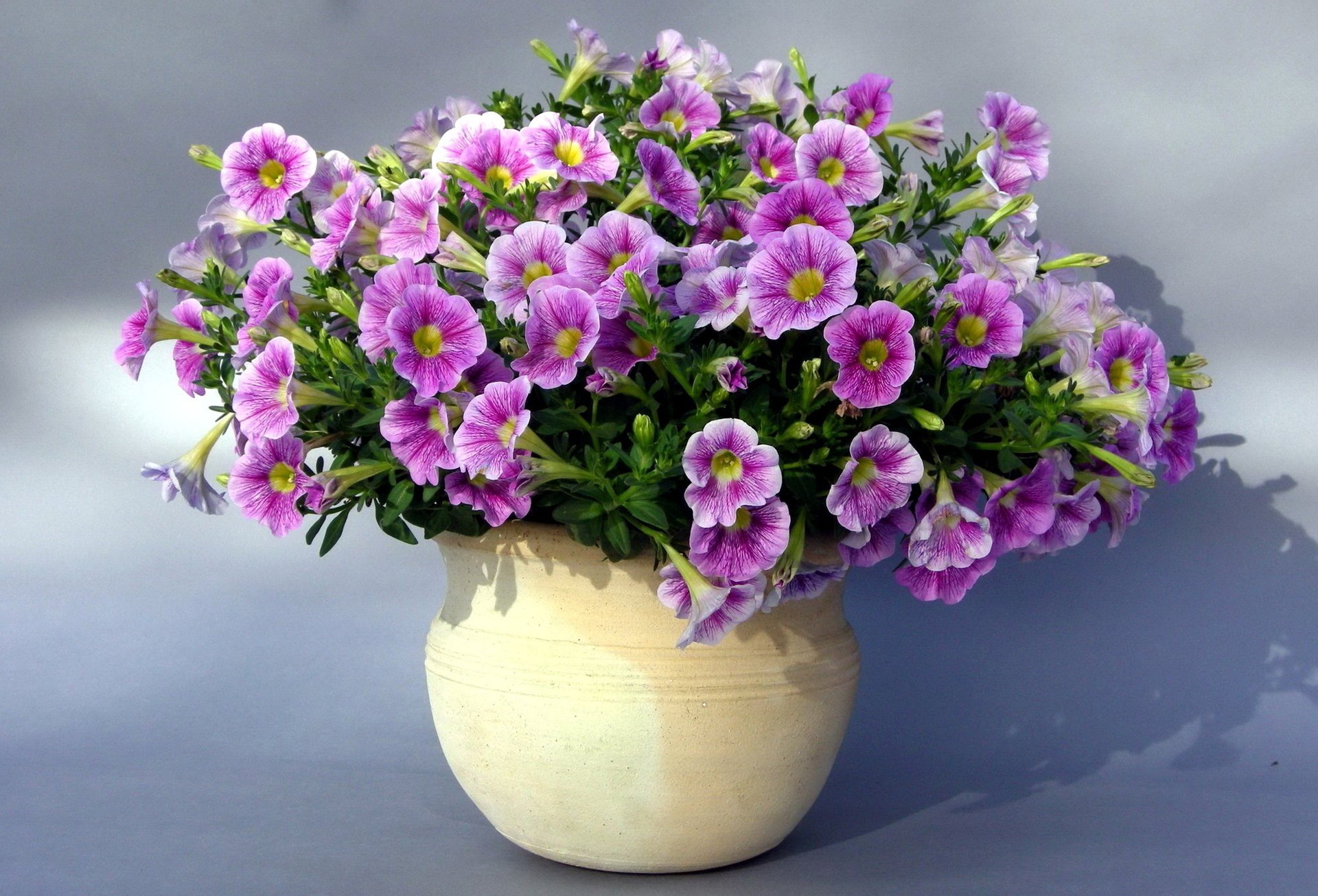 garden flower flowers field bouquet petunia