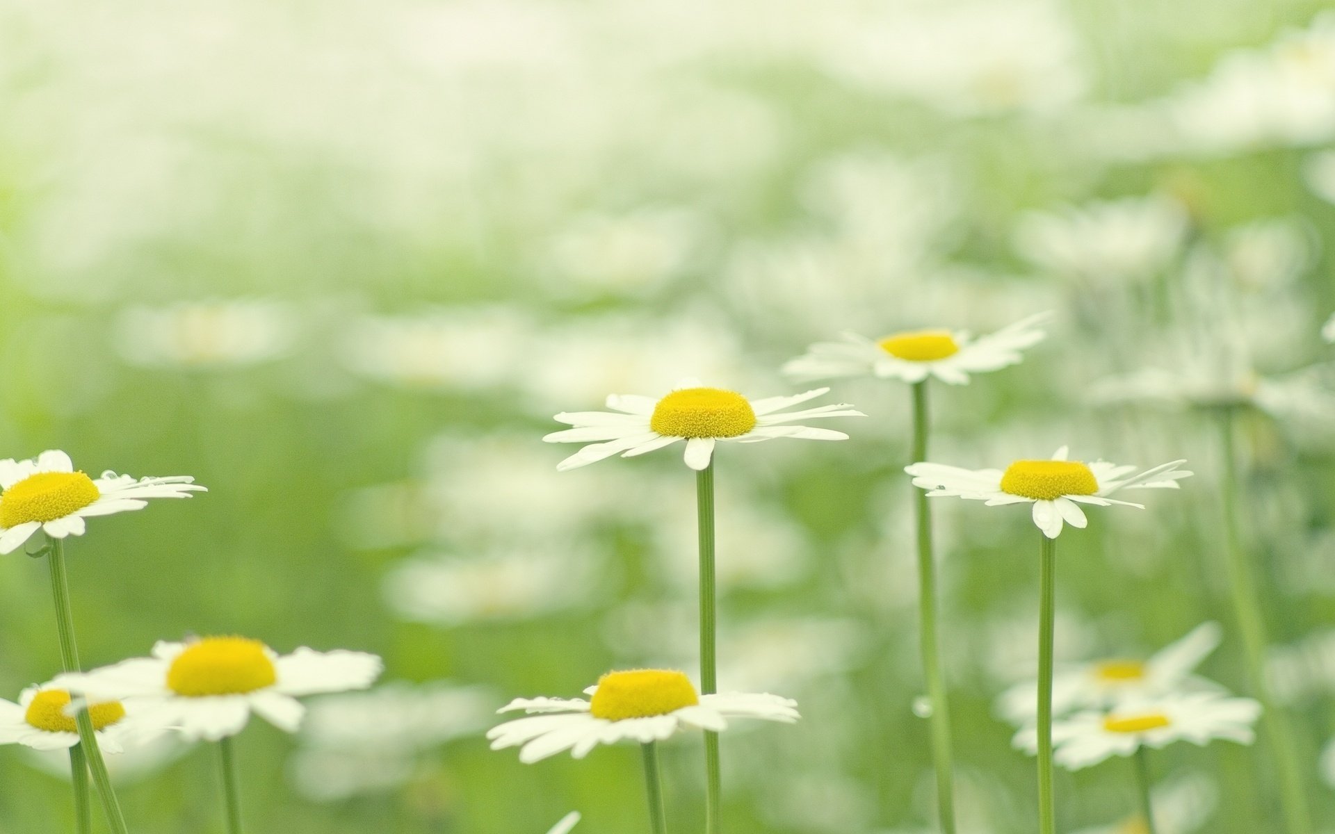 flowers flower chamomile flowers white daisie