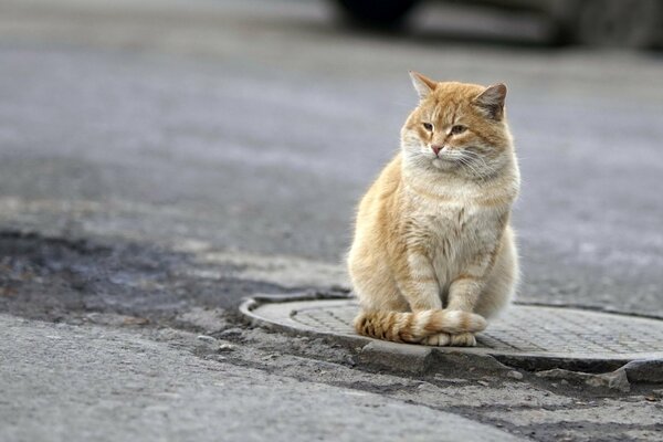 El gato rojo está de guardia en la escotilla