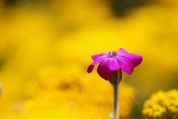 A small crimson flower on a blurry yellow background