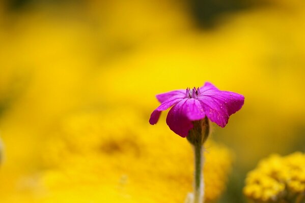 Mały szkarłatny kwiat na rozmytym żółtym tle