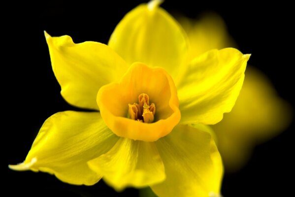 Yellow narcissus flower on a dark background