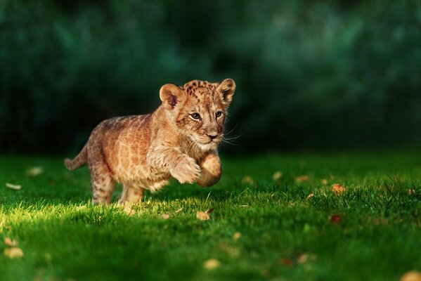 El pequeño León corre a cazar