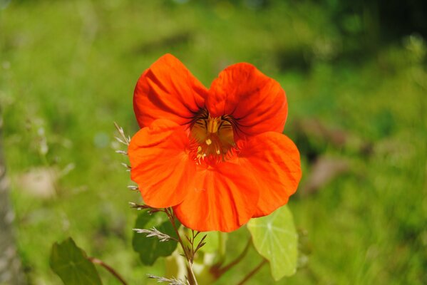 Krampfhafte rote Bokeh-Blume