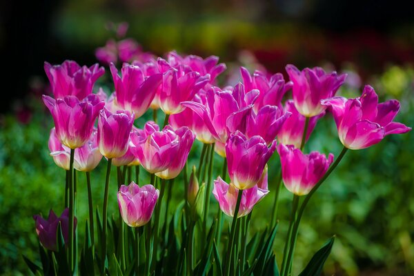 Pink tulips on a green field