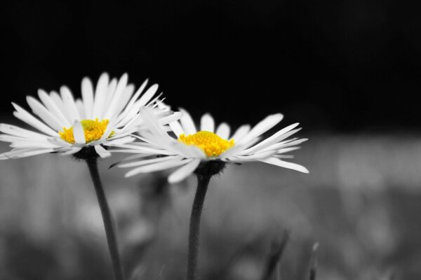 Deux marguerites blanches sur fond gris