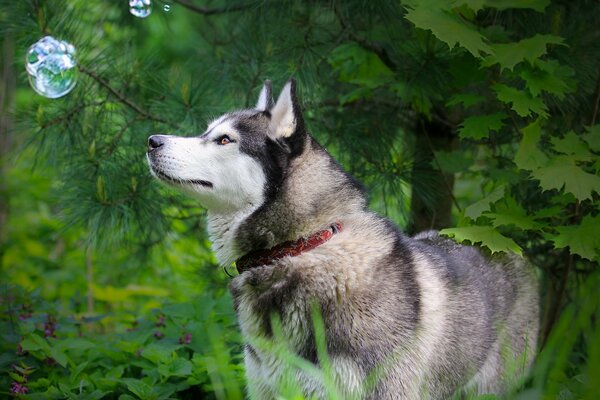 Husky il meglio che la natura potrebbe fare