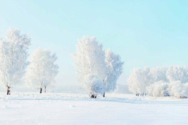 A light forest covered with snow and frost