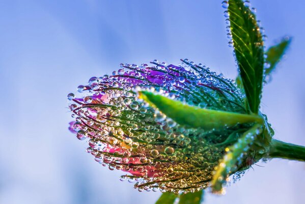 Trèfle dans les gouttes de rosée arc-en-ciel après la pluie