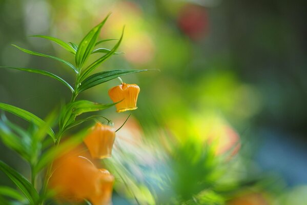 Unusual orange flowers field