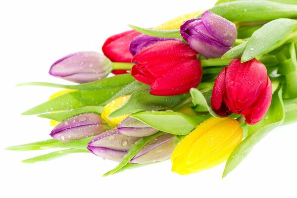 Bukiet kolorowych tulipanów z rosą