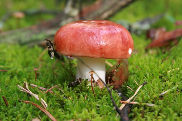 Hermoso hongo en la hierba verde