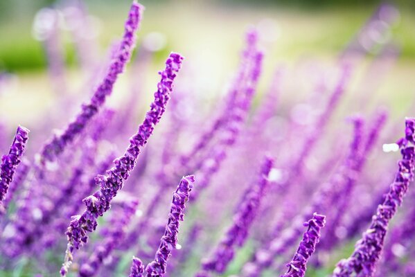 Macro disparo de flores silvestres moradas