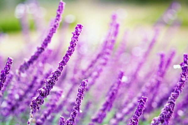 Macro tir de fleurs sauvages violettes