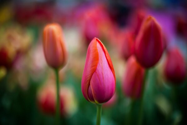 Tulipani rossi con sfondo sfocato