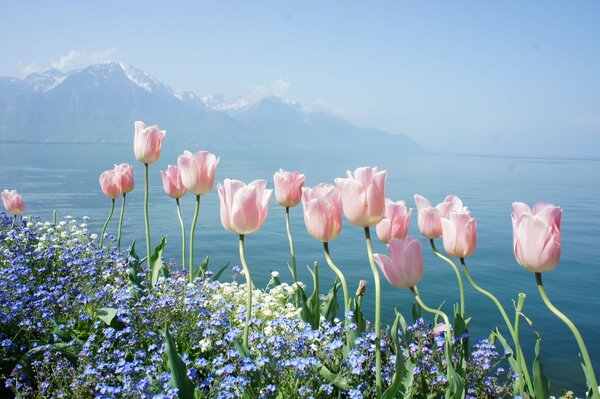 Fiori sullo sfondo di montagna e mare