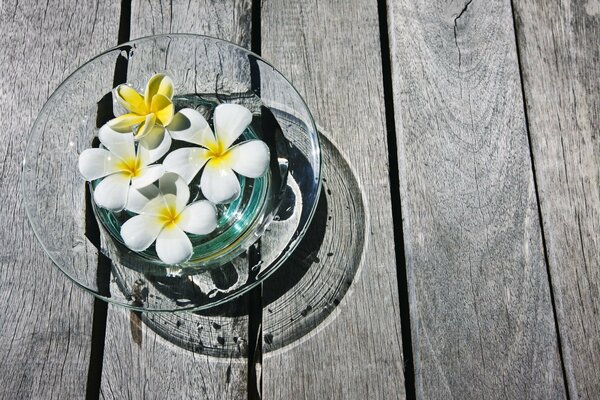 White plumeria in a glass vase on a wooden floor