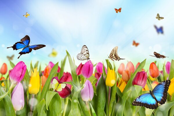 Muchas mariposas diferentes en los tulipanes