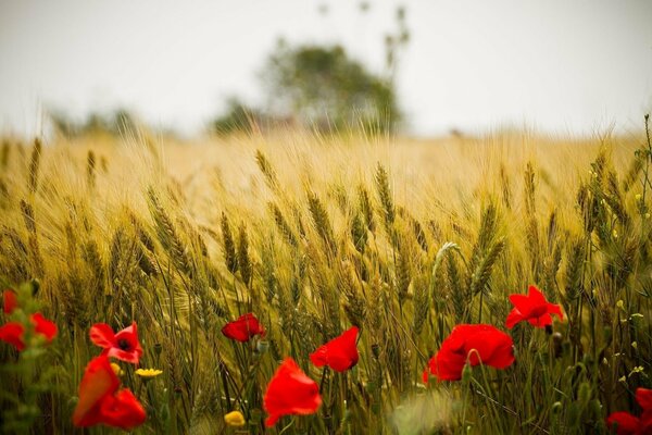 Amapolas rojas en el campo entre el trigo