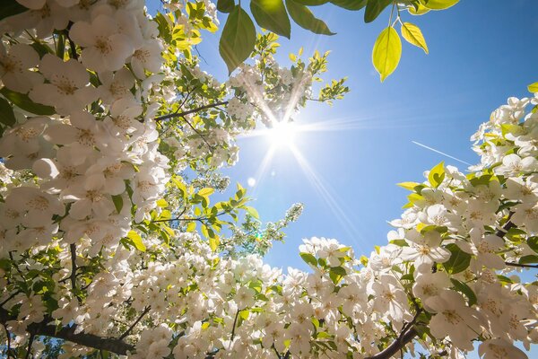 Zweige eines Baumes in weißen Blüten vor dem Hintergrund des sonnigen Frühlingshimmels