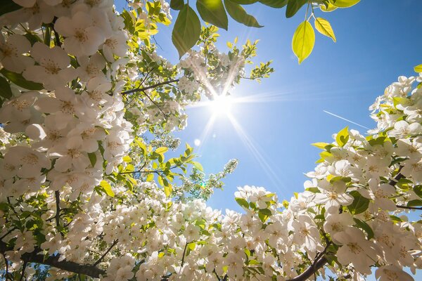 Ramas de árbol en flores blancas contra el cielo soleado de primavera