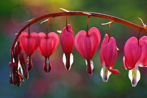 Beautiful plants look like hearts