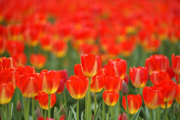 A field of cranial tulips in spring