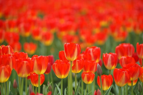 Campo di tulipani gru di primavera