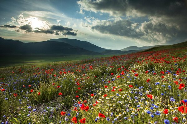 Wildflowers growing at the foot of the mountains beautiful nature fresh air