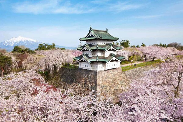 Casa japonesa en el fondo de flores de cerezo