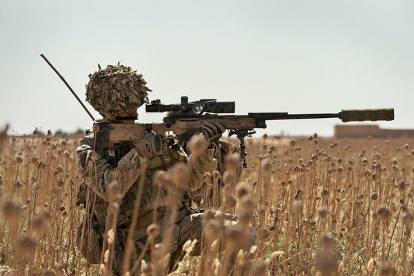 Sniper in the field, shooting into the distance