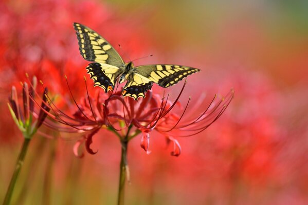 A yellow-black butterfly sits on a red flower