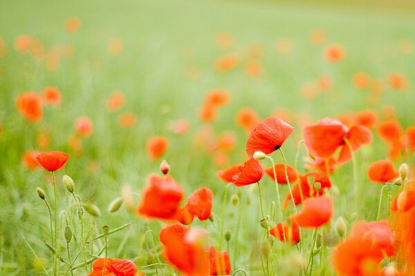 Amapolas rojas en un campo verde