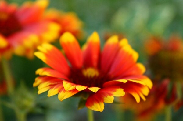 Red and yellow flower with bokeh effect