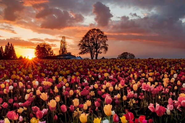 Champ de tulipes sur fond de coucher de soleil