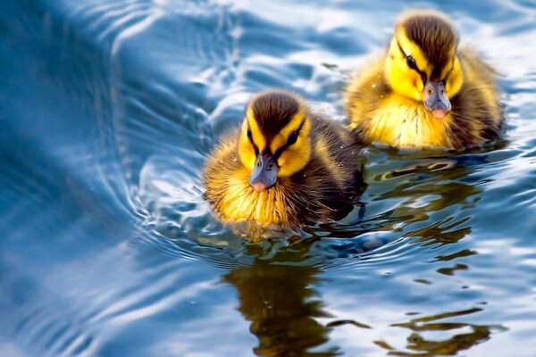 The first voyage of the little ducklings