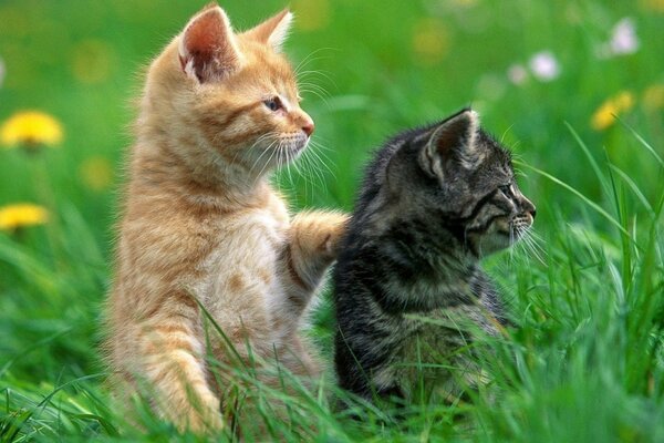 Gatitos en la naturaleza, viendo como los cazadores