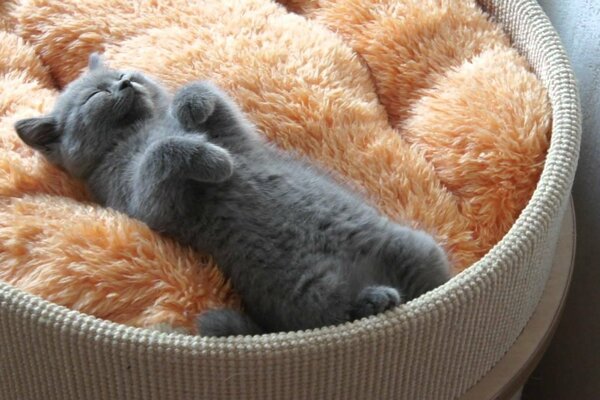 Photo of a sleeping British kitten