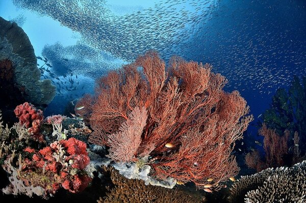 En el mar en un arrecife de Coral, los peces bailan ballet azul