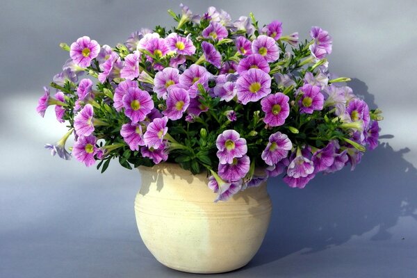 Bouquet of wild petunias in a pot