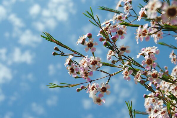 Kleine rosa Blüten auf Himmelshintergrund