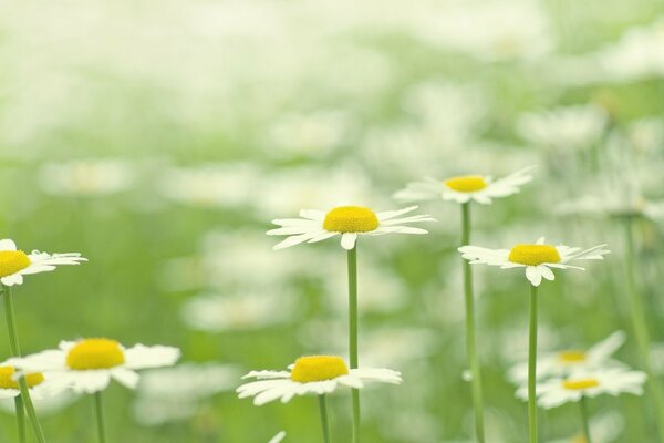 Chamomile field. Likes dislikes