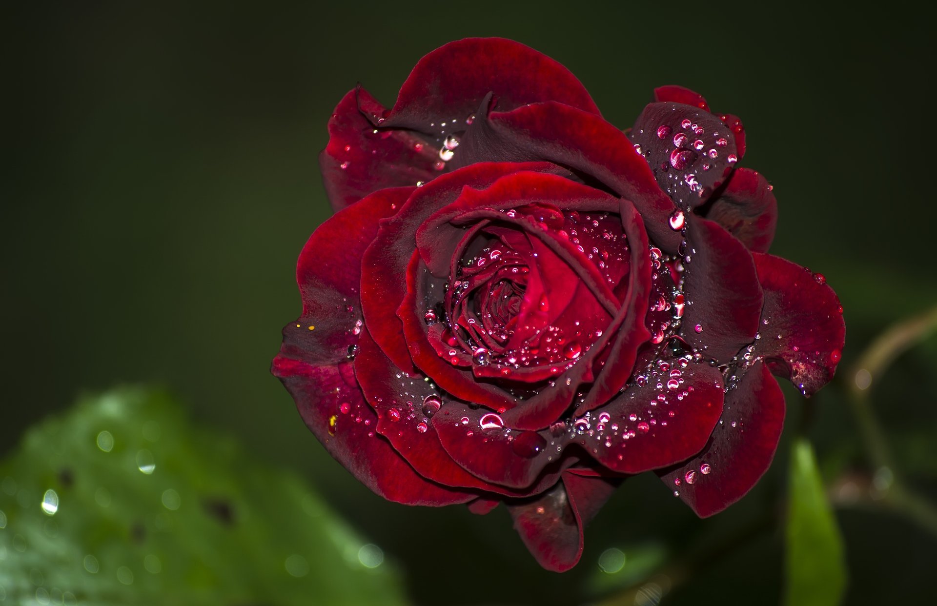 rose velvet bud drops macro