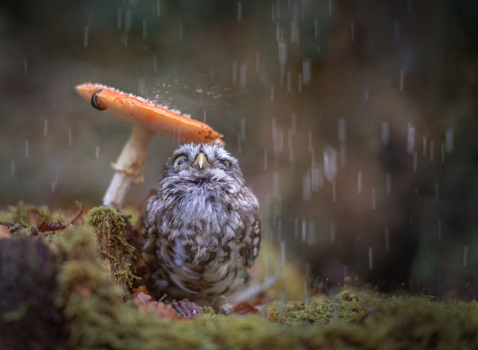 owl chicken bird rain mushroom