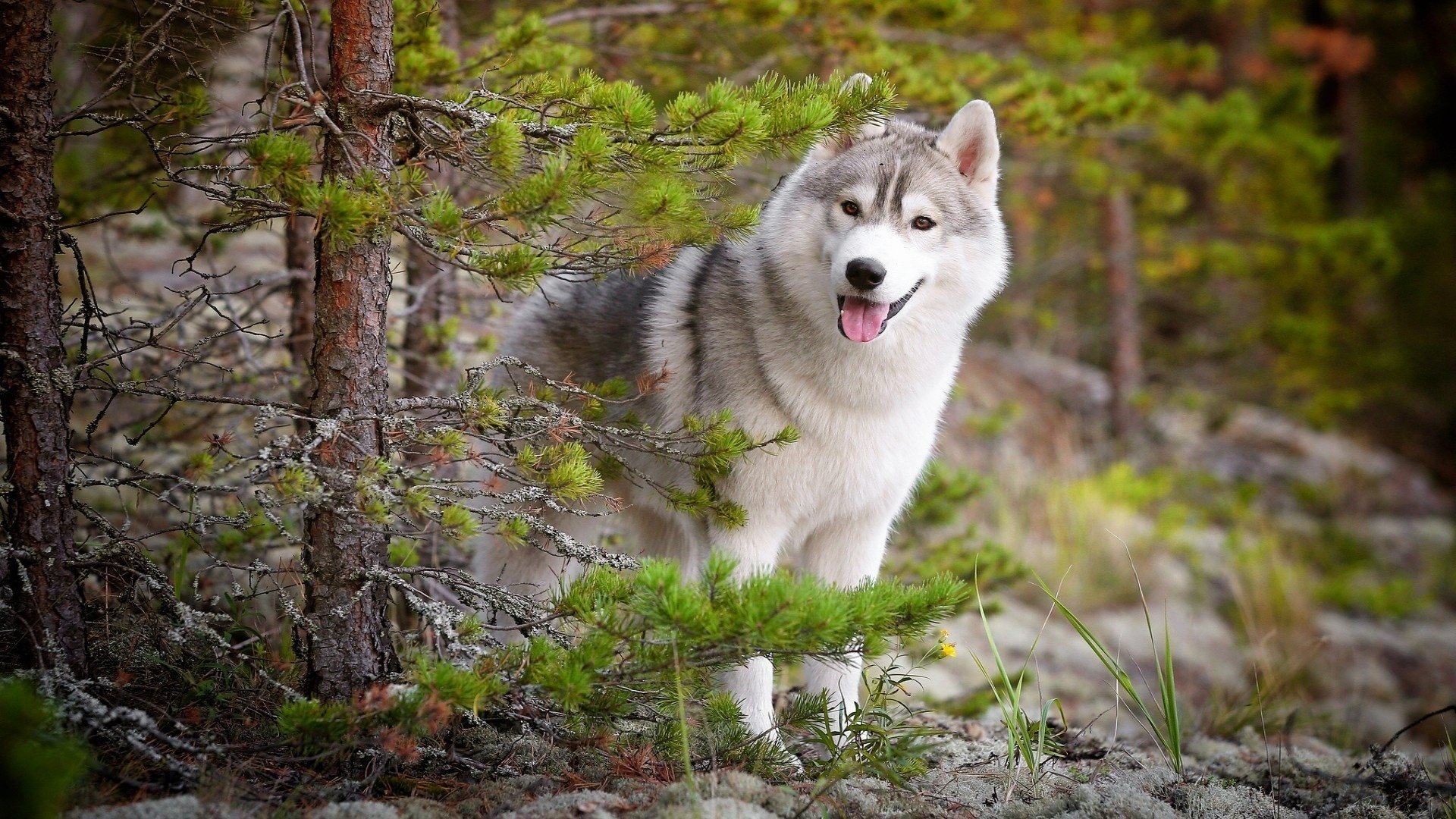 husky natura foresta cane amico